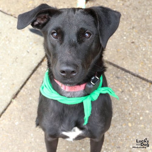 Photo of Parker, adoptable Labrador Retriever in Washington, District of Columbia