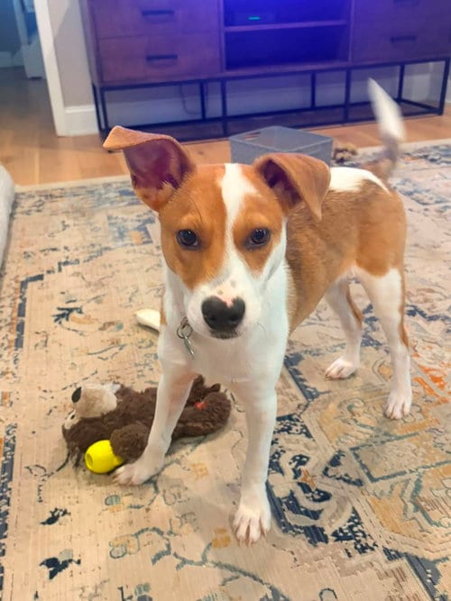 Photo of Krew, adoptable Jack Russell Terrier in Ashville, Ohio
