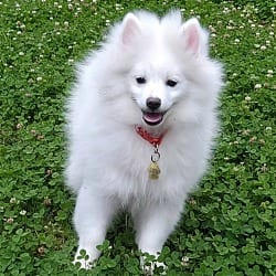 Photo of Desi, adoptable Pomeranian in Union Grove, Wisconsin