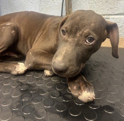 Photo of Merlin, adoptable dog in Chamblee, Georgia