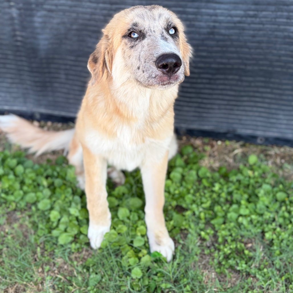 Photo of Georgia 26-08-084, adoptable Shepherd, Anatolian / Husky in Bastrop, Texas