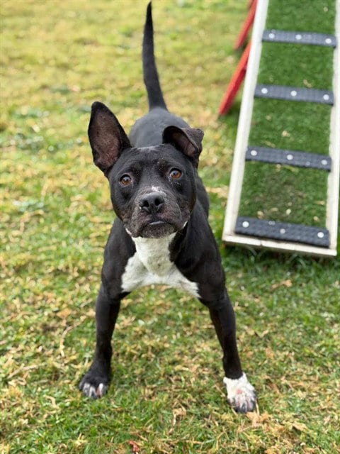 Photo of Rita, adoptable Pit Bull Terrier in Riverside, California