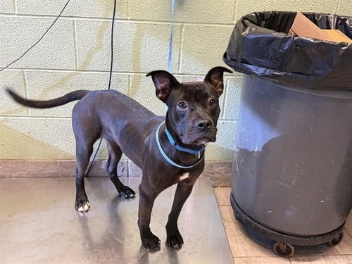 Photo of Macy, adoptable American Staffordshire Terrier in Grand Prairie, Texas