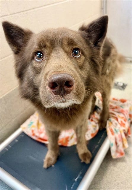 Photo of Balto, adoptable Husky in Statesville, North Carolina