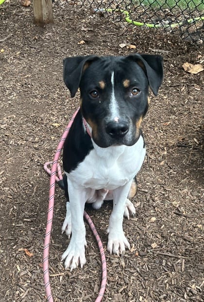 Photo of Hawfinch, adoptable dog in Chamblee, Georgia