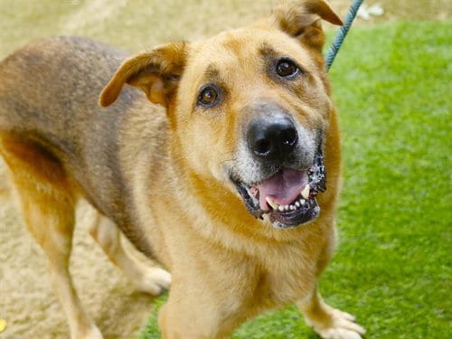 Photo of Coffee, adoptable German Shepherd Dog in Tallahassee, Florida