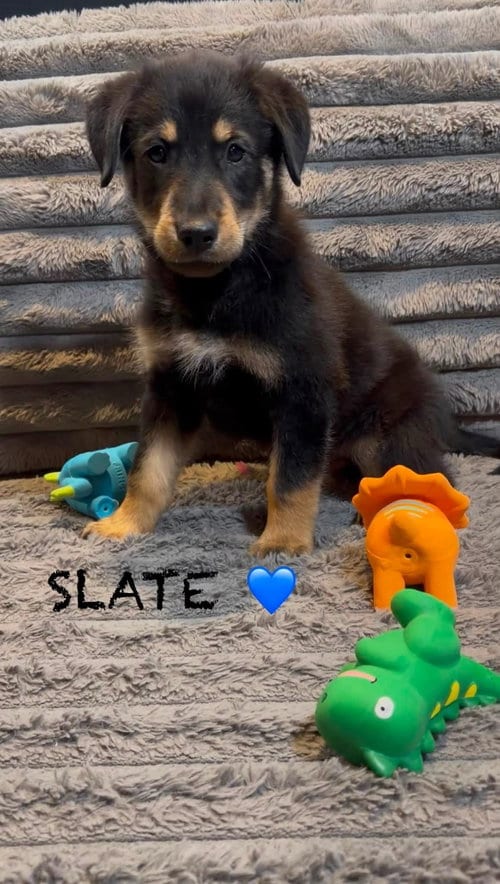 Photo of Slate, adoptable Golden Retriever in Turlock, California
