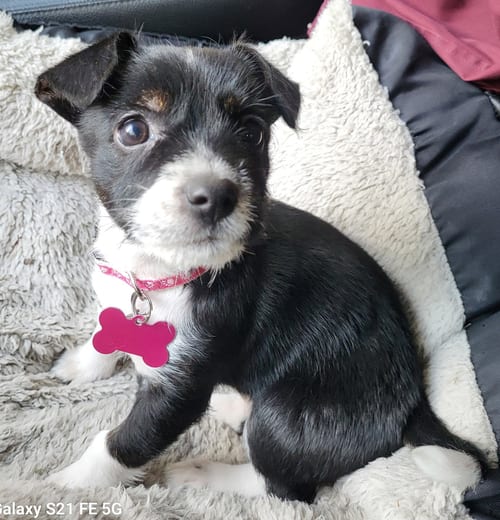 Photo of Babs, adoptable Terrier in Seattle, Washington