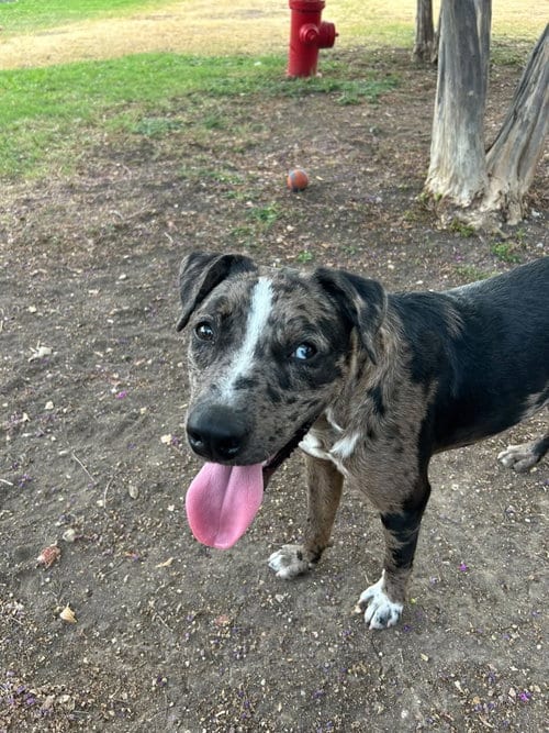 Photo of Raider, adoptable Catahoula Leopard Dog in Rowlett, Texas