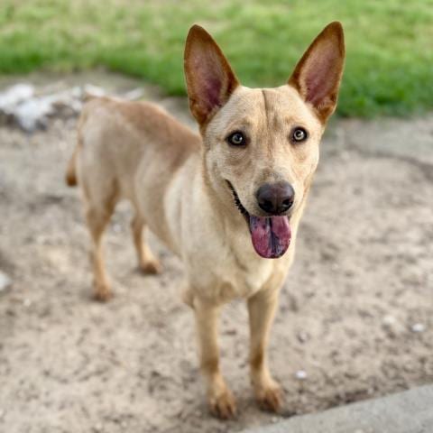 Photo of Plumber, adoptable Labrador Retriever in Conroe, Texas