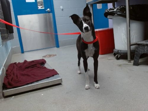 Photo of Cookie, adoptable German Shorthaired Pointer in Albuquerque, New Mexico