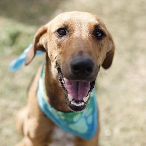 Photo of Luna, adoptable Redbone Coonhound in San Antonio, Texas