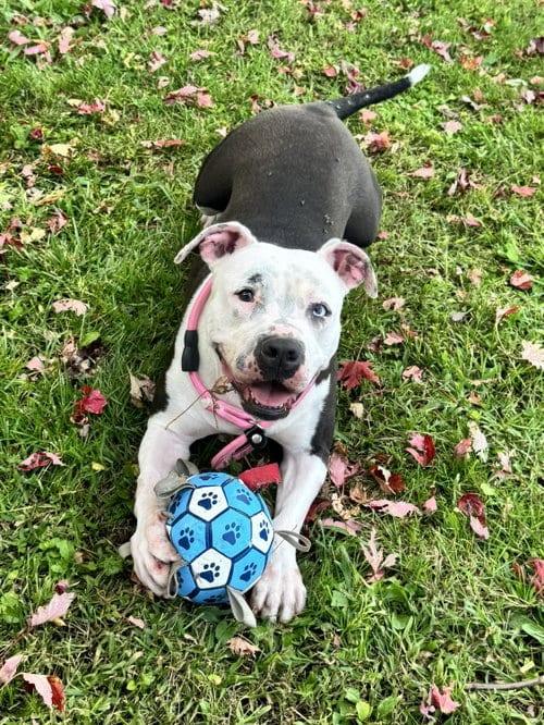 Photo of Diamond, adoptable American Pit Bull Terrier in Perth Amboy, New Jersey