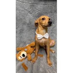 Photo of Slick, adoptable Mixed Breed (Medium) in Medfield, Massachusetts