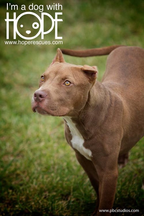 Photo of Mork, adoptable American Staffordshire Terrier in Godfrey, Illinois