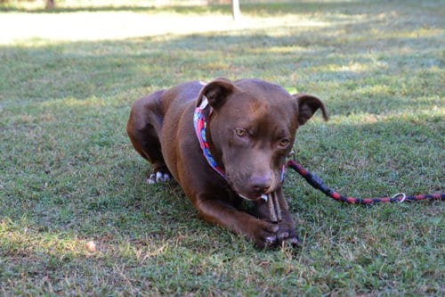Photo of Little Bear, adoptable Pit Bull Terrier in Chapel Hill, North Carolina