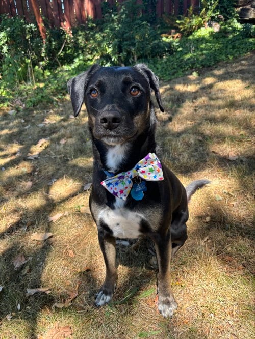 Photo of Zorro, adoptable Shepherd in Bellevue, Washington