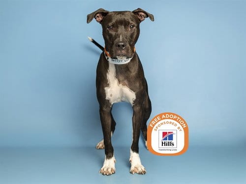 Photo of Finlo, adoptable American Pit Bull Terrier in Phoenix, Arizona