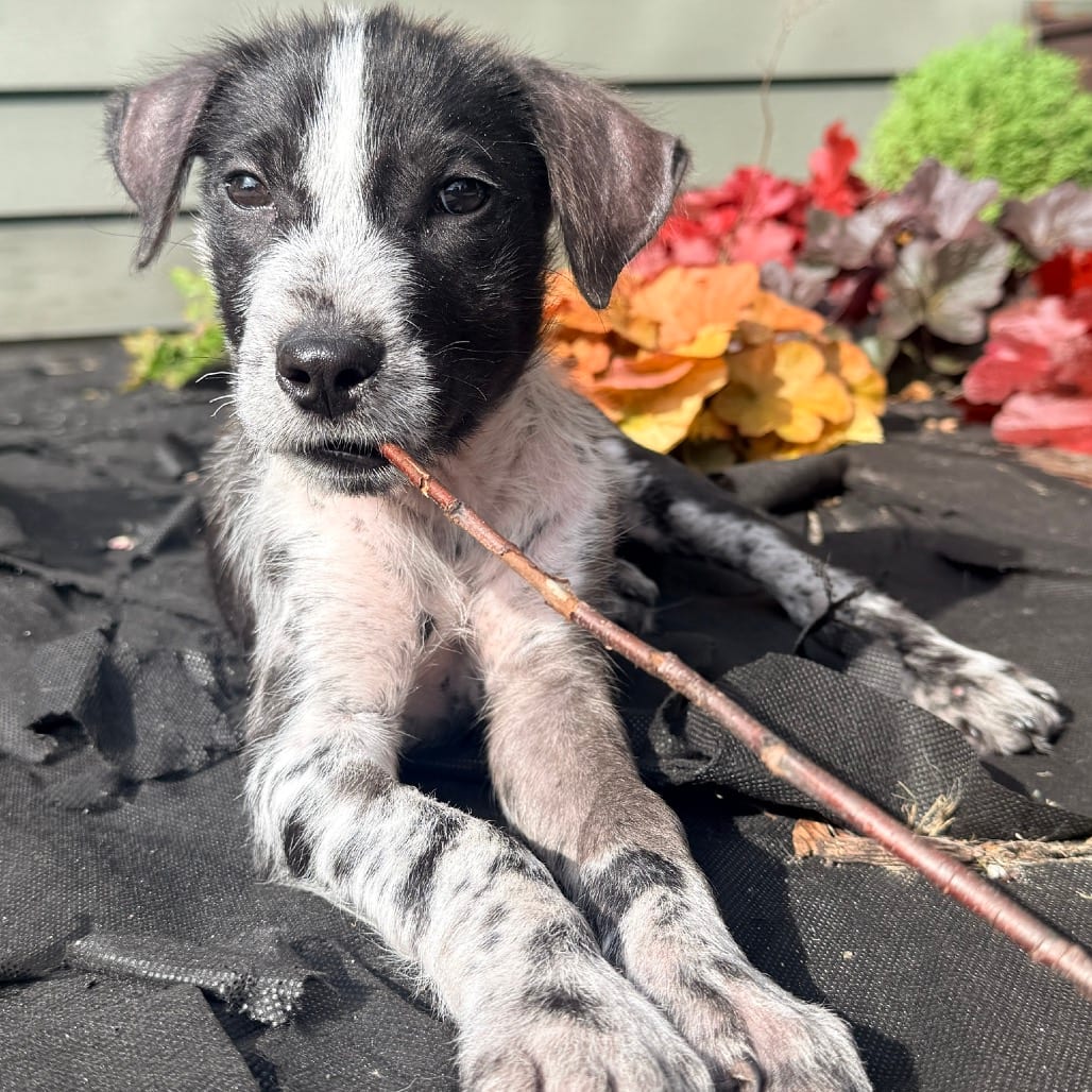 Photo of Skunk, adoptable Mixed Breed (Medium) in Buffalo, Minnesota