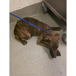 Photo of Donald, adoptable Terrier (Unknown Type, Medium) in Doral, Florida