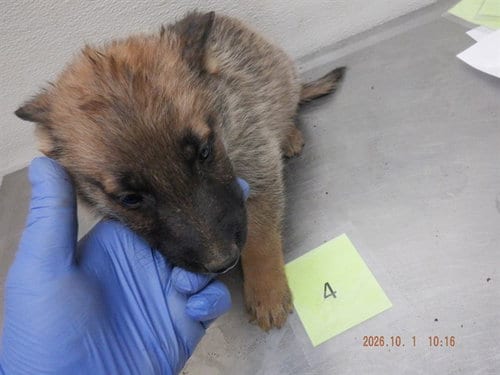 Photo of Gomez, adoptable German Shepherd Dog in Oroville, California