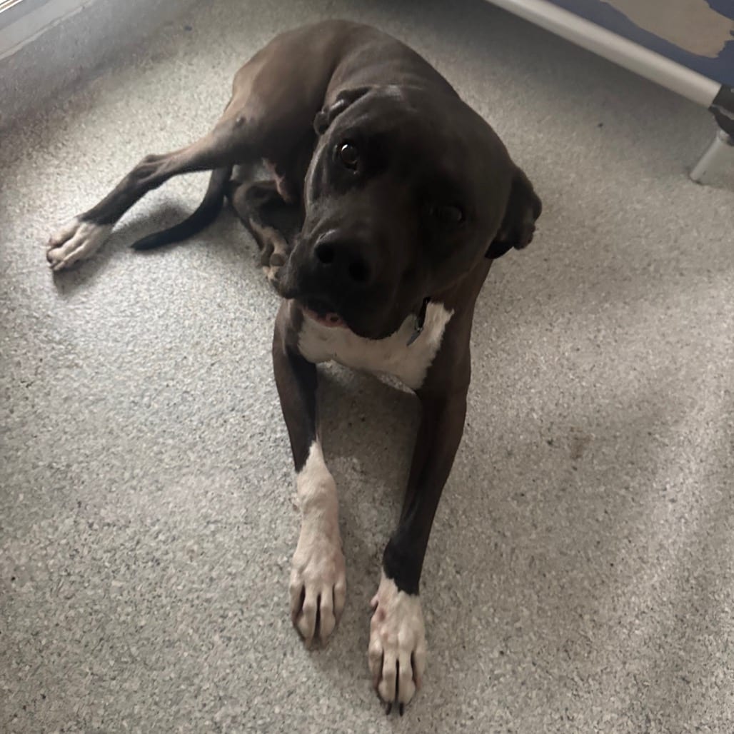 Photo of Morty, adoptable Terrier, Pit Bull / Mix in Pineville, Missouri