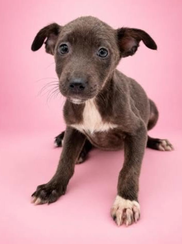 Photo of Blueberry, adoptable Shepherds (All Types) in Brooklyn, New York