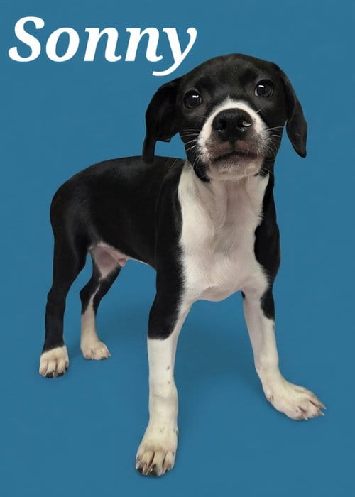 Photo of Sonny, adoptable Boxer in Rutherfordton, North Carolina