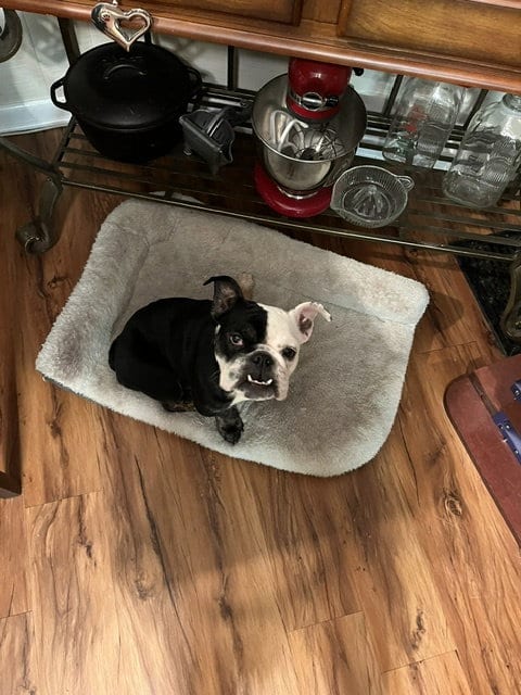 Photo of Winnie, adoptable Bulldog in Chambersburg, Pennsylvania