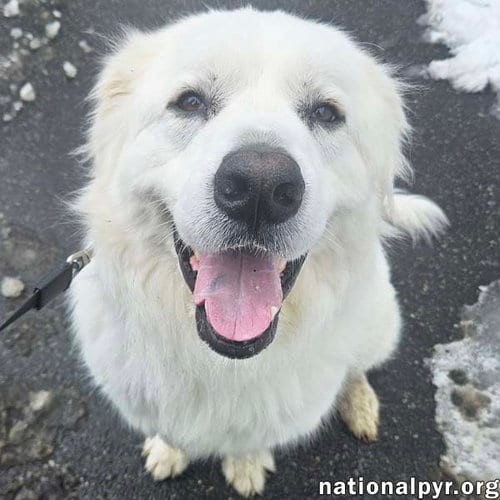 Photo of Gus in NJ - Devoted Guardian Angel, adoptable Great Pyrenees in Beacon, New York