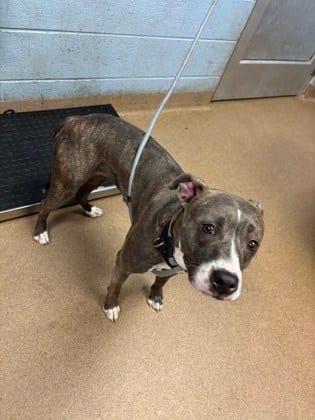 Photo of Circe- IN FOSTER, adoptable dog in Chamblee, Georgia
