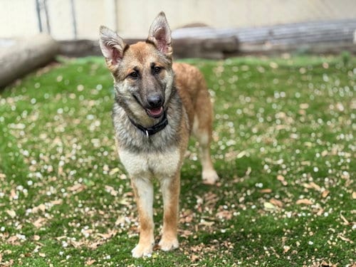 Photo of Foxxy, adoptable German Shepherd Dog in San Diego, California
