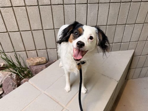Photo of Zodey, adoptable Chihuahua in Mesa, Arizona
