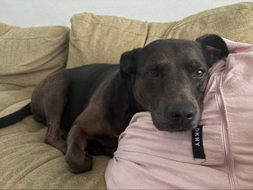 Photo of Kima, adoptable Labrador Retriever in San Diego, California