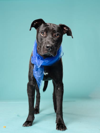 Photo of Tanjero, adoptable dog in Atlanta, Georgia