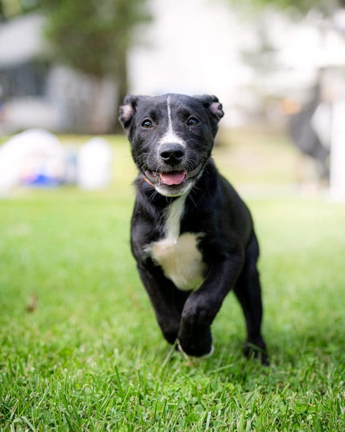 Photo of Shy, adoptable Unknown breed in Holbrook, New York