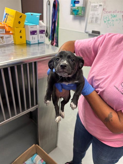 Photo of A171473, adoptable Chihuahua in Bakersfield, California