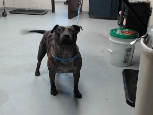 Photo of Haylee, adoptable Pit Bull Terrier in Fayetteville, North Carolina