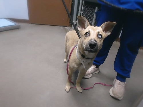 Photo of Saffron, adoptable German Shepherd Dog in Phoenix, Arizona