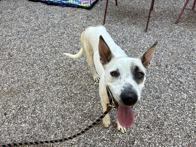 Photo of Zena, adoptable dog