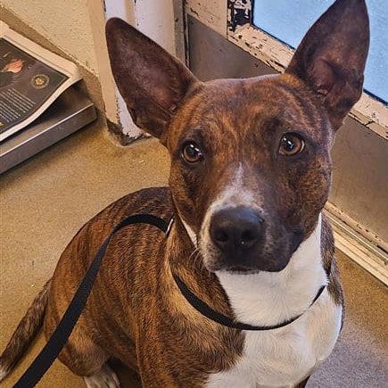 Photo of Star, adoptable American Staffordshire Terrier in San Antonio, Texas