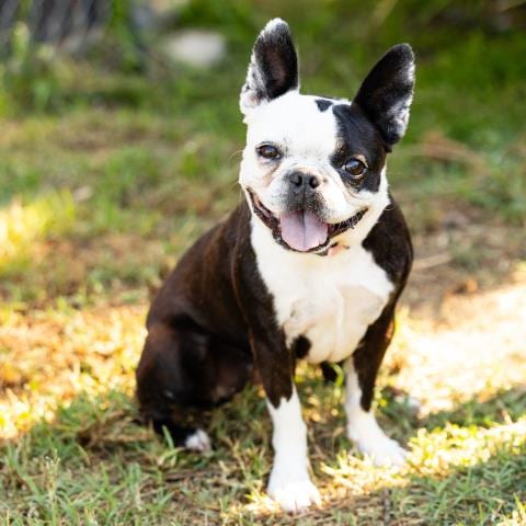 Photo of Kona, adoptable Boston Terrier in Camarillo, California