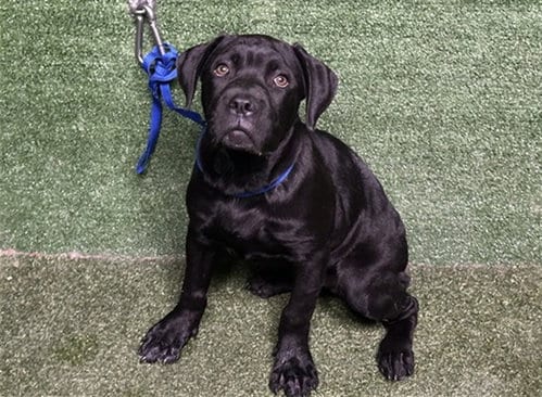 Photo of Misha, adoptable Cane Corso Mastiff in Lancaster, California