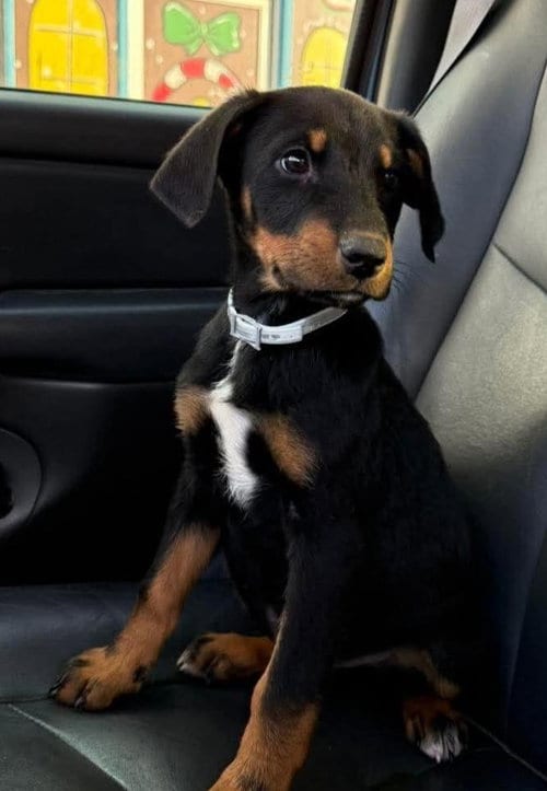 Photo of Boone, adoptable Doberman Pinscher in Columbus, Indiana