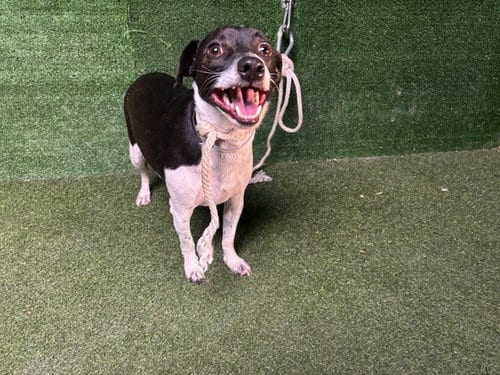 Photo of Boojum, adoptable Parson Russell Terrier in Lancaster, California