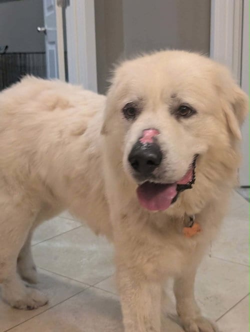 Photo of Goliath, adoptable Great Pyrenees in Croydon, New Hampshire