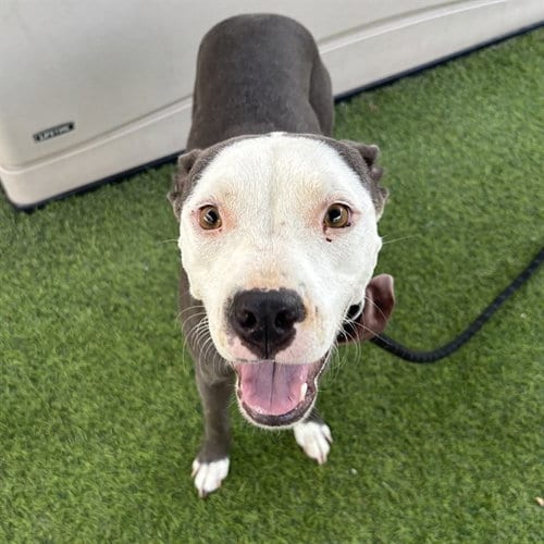 Photo of Vanessa, adoptable American Pit Bull Terrier in Phoenix, Arizona
