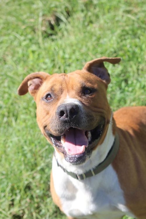 Photo of Bear, adoptable Boxer in garner, North Carolina