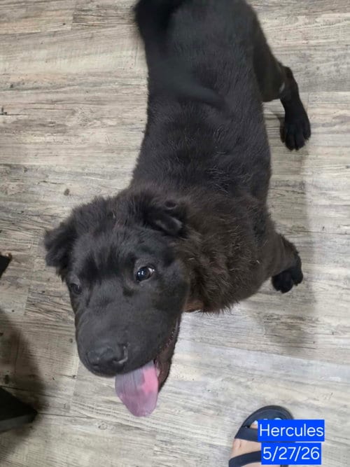 Photo of Hercules, adoptable Chinese Shar-Pei in Tucson, Arizona