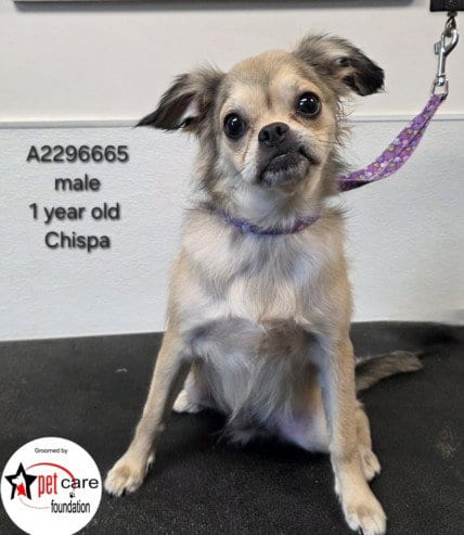Photo of Chispa, adoptable Chihuahua in Los Angeles, California